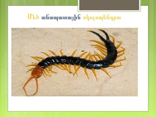Մեծ անապատային սկոլոպենդրա
 