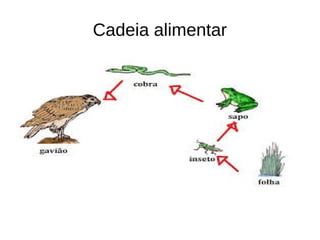 Cadeia alimentar