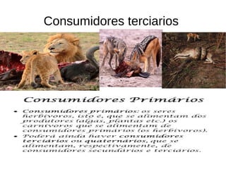 Consumidores terciarios