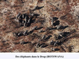 Des éléphants dans le Drap (BOTSWANA) 