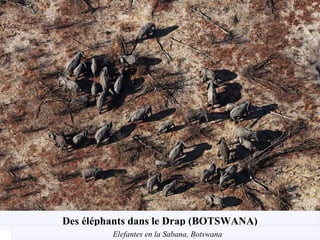 Des éléphants dans le Drap (BOTSWANA)
Elefantes en la Sabana, Botswana
 