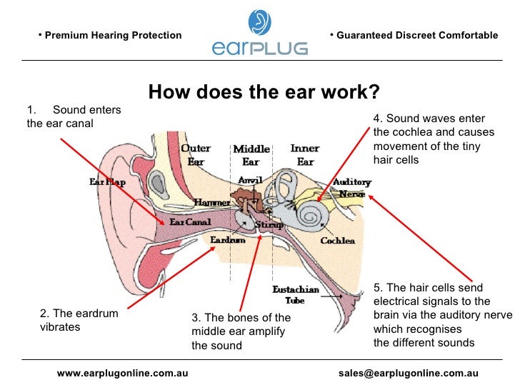 Earplugs Why Wear Them?