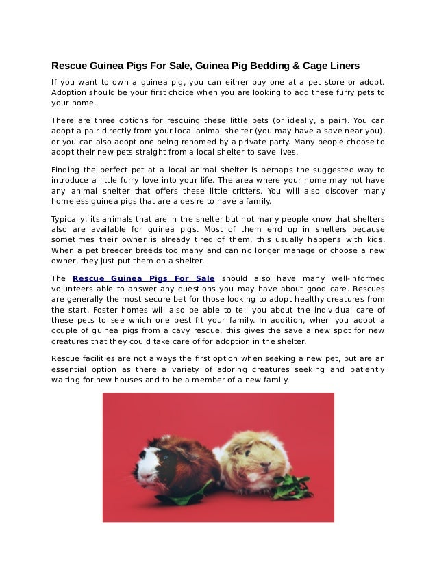 animal shelters with guinea pigs near me