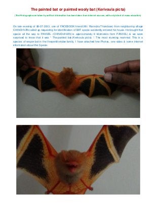 The painted bat or painted wooly bat (Kerivoula picta)
(The Photographs are taken by self but information has been taken from Internet sources, with only intent of mass education)
On late evening of 08-07-2013, one of FACEBOOK friend (Mr. Ravindra Thombare) from neighboring village
CHINCHVAN called up requesting for identification of BAT specie accidently entered his house. He bought that
specie all the way to PANVEL (CHINCHAVAN is approximately 8 kilometers from PANVEL) & we were
surprised to know that it was “ The painted bat (Kerivoula picta) “. The most stunning mammal. This is a
species of vesper bat in the Vespertilionidae family. I have attached few Photos, one video & some internet
information about this Specie.
 