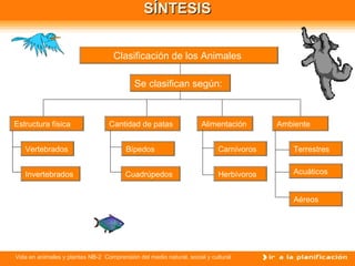 Vida en animales y plantas NB-2 Comprensión del medio natural, social y cultural
SÍNTESISSÍNTESIS
Clasificación de los Animales
Estructura física
Se clasifican según:
AlimentaciónCantidad de patas Ambiente
Vertebrados
Invertebrados
Bípedos
Cuadrúpedos
Carnívoros
Herbívoros
Terrestres
Acuáticos
Aéreos
 