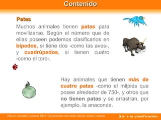 Vida en animales y plantas NB-2 Comprensión del medio natural, social y cultural
Muchos animales tienen patas para
movilizarse. Según el número que de
ellas poseen podemos clasificarlos en
bípedos, si tiene dos -como las aves-,
y cuadrúpedos, si tienen cuatro
-como el toro-.
Hay animales que tienen más de
cuatro patas -como el milpiés que
posee alrededor de 750-, y otros que
no tienen patas y se arrastran, por
ejemplo, la anaconda.
PatasPatas
ContenidoContenido
 