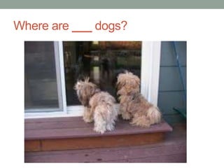 Where are ___ dogs?
 