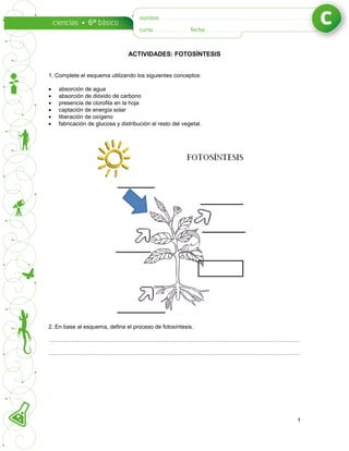 ACTIVIDADES: FOTOSÍNTESIS
1
1. Complete el esquema utilizando los siguientes conceptos:
 absorción de agua
 absorción de dióxido de carbono
 presencia de clorofila en la hoja
 captación de energía solar
 liberación de oxígeno
 fabricación de glucosa y distribución al resto del vegetal.
2. En base al esquema, defina el proceso de fotosíntesis.
……………………………………………………………………………………………………………………
……………………………………………………………………………………………………………………
 