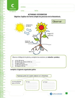 1
ACTIVIDAD: FOTOSÍNTESIS
Objetivo: Explicar de forma simple los procesos de la fotosíntesis.
Complete el siguiente organizador gráfico
Observar
Observe el dibujo de la planta y complete las oraciones con absorbe o produce:
a. La luz del sol se………………………..
b. El dióxido de carbono (CO2) se………………..
c. El agua (H2O) se……………………….
d. La glucosa (azúcar) se……………………
e. El oxígeno (O2) se…………………
 
