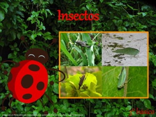 Insectos
3° básico
Imágenes en flicrki.com con licencia creative commons (Carlos V Guerra y Hugo A Quintero)
 