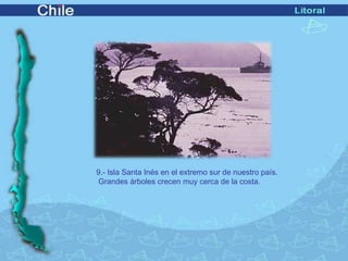 9.- Isla Santa Inés en el extremo sur de nuestro país. 
Grandes árboles crecen muy cerca de la costa. 
 