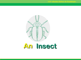 AnAn InsectInsect
Pronuntiation:
I.E.P «Nuestra Señora de Guadalupe»
 