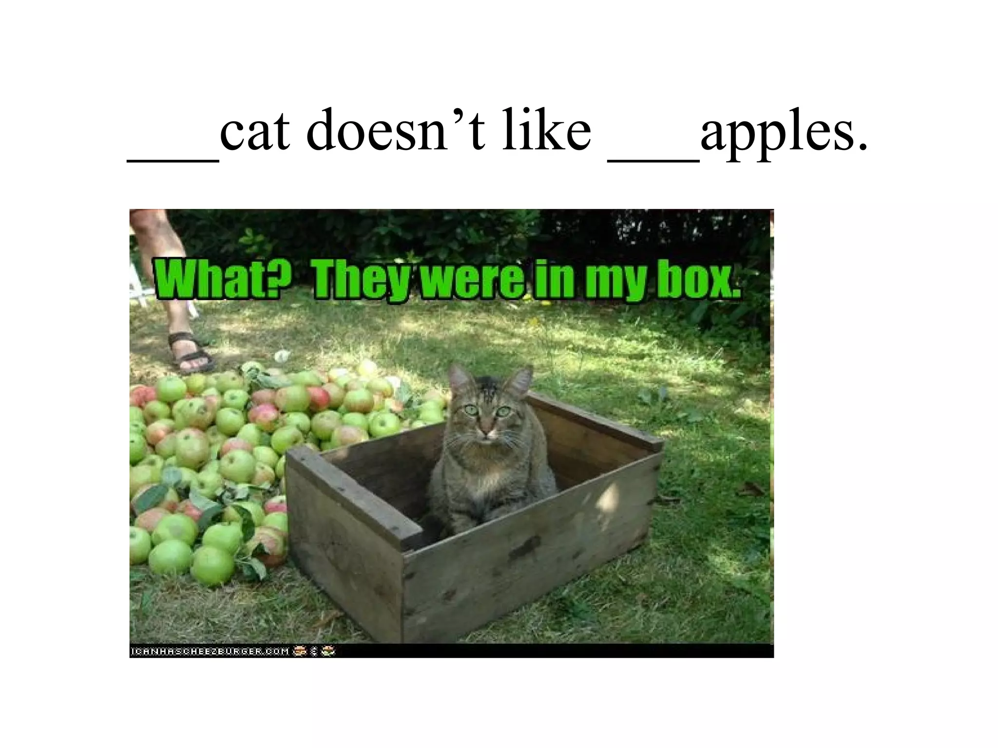___cat doesn’t like ___apples. 