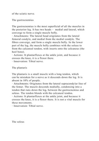of the sciatic nerve.
The gastrocnemius
The gastrocnemius is the most superficial of all the muscles in
the posterior leg. It has two heads – medial and lateral, which
converge to form a single muscle belly.
· Attachments: The lateral head originates from the lateral
femoral condyle, and medial from the medial condyle. The
fibres converge, and form a single muscle belly. In the lower
part of the leg, the muscle belly combines with the soleus to
from the calcaneal tendon, with inserts onto the calcaneus (the
heel bone).
· Actions: It plantarflexes at the ankle joint, and because it
crosses the knee, it is a flexor there.
· Innervation: Tibial nerve.
The plantaris
The plantaris is a small muscle with a long tendon, which
can be mistaken for a nerve as it descends down the leg. It is
absent in 10% of people.
· Attachments: Originates from the lateral supracondylar line of
the femur. The muscle descends medially, condensing into a
tendon that runs down the leg, between the gastrocnemius and
soleus. The tendon blends with the calcaneal tendon.
· Actions: It plantarflexes at the ankle joint, and because it
crosses the knee, it is a flexor there. It is not a vital muscle for
these movements.
· Innervation: Tibial nerve.
The soleus
 