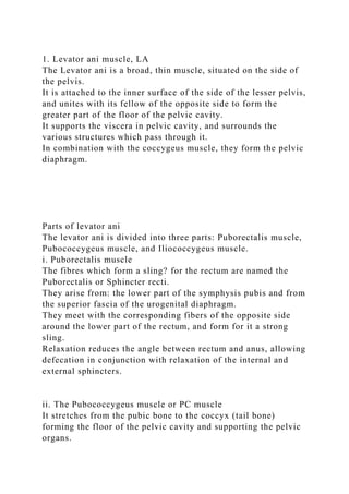 1. Levator ani muscle, LA
The Levator ani is a broad, thin muscle, situated on the side of
the pelvis.
It is attached to the inner surface of the side of the lesser pelvis,
and unites with its fellow of the opposite side to form the
greater part of the floor of the pelvic cavity.
It supports the viscera in pelvic cavity, and surrounds the
various structures which pass through it.
In combination with the coccygeus muscle, they form the pelvic
diaphragm.
Parts of levator ani
The levator ani is divided into three parts: Puborectalis muscle,
Pubococcygeus muscle, and Iliococcygeus muscle.
i. Puborectalis muscle
The fibres which form a sling? for the rectum are named the
Puborectalis or Sphincter recti.
They arise from: the lower part of the symphysis pubis and from
the superior fascia of the urogenital diaphragm.
They meet with the corresponding fibers of the opposite side
around the lower part of the rectum, and form for it a strong
sling.
Relaxation reduces the angle between rectum and anus, allowing
defecation in conjunction with relaxation of the internal and
external sphincters.
ii. The Pubococcygeus muscle or PC muscle
It stretches from the pubic bone to the coccyx (tail bone)
forming the floor of the pelvic cavity and supporting the pelvic
organs.
 