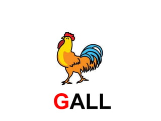 GALL 
 