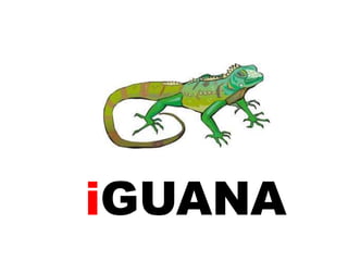 iGUANA

 
