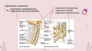 Ligamentos accesorios:
• Ligamento supraespinoso
• Ligamento cervical posterior
• Ligamento interespinoso
• Ligamento amarillo
• Ligamento Intertransverso
 
