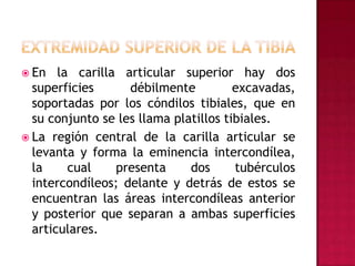 Extremidad Superior de la TibiaEn la carilla articular superior hay dos superficies débilmente excavadas, soportadas por los cóndilos tibiales, que en su conjunto se les llama platillos tibiales.La región central de la carilla articular se levanta y forma la eminencia intercondílea, la cual presenta dos tubérculos intercondíleos; delante y detrás de estos se encuentran las áreas intercondíleas anterior y posterior que separan a ambas superficies articulares.