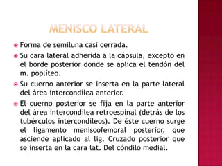 Menisco lateralForma de semiluna casi cerrada.Su cara lateral adherida a la cápsula, excepto en el borde posterior donde se aplica el tendón del m. poplíteo.Su cuerno anterior se inserta en la parte lateral del área intercondílea anterior.El cuerno posterior se fija en la parte anterior del área intercondílea retroespinal (detrás de los tubérculos intercondíleos). De éste cuerno surge el ligamento meniscofemoral posterior, que asciende aplicado al lig. Cruzado posterior que se inserta en la cara lat. Del cóndilo medial.