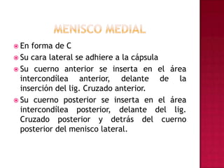Menisco medialEn forma de CSu cara lateral se adhiere a la cápsulaSu cuerno anterior se inserta en el área intercondílea anterior, delante de la inserción del lig. Cruzado anterior.Su cuerno posterior se inserta en el área intercondílea posterior, delante del lig. Cruzado posterior y detrás del cuerno posterior del menisco lateral.