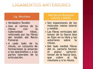 Ligamentos Anteriores