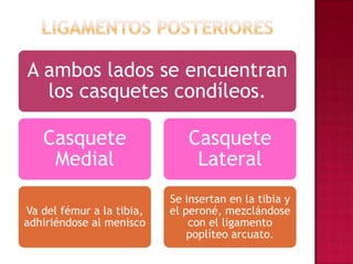 Ligamentos Posteriores