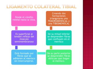 Ligamento colateral tibial
