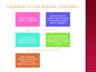 Ligamento Colateral Peroneo