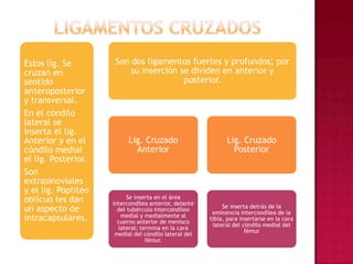 Ligamentos cruzados
