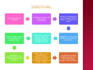 sinovial