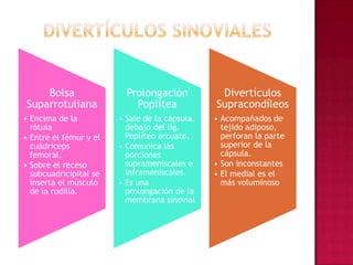 Divertículos sinoviales