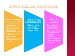 Divertículos sinoviales