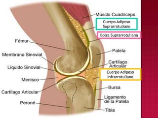 Cuerpo Adiposo SuprarrotulianoBolsa SuprarrotulianaCuerpo Adiposo Infrarrotuliano