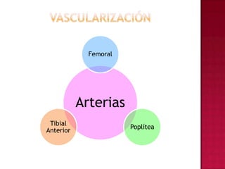Vascularización 