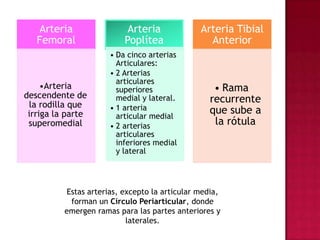 Estas arterias, excepto la articular media, forman un Círculo Periarticular, donde emergen ramas para las partes anteriores y laterales.