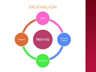 inervación