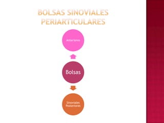 Bolsas Sinoviales Periarticulares