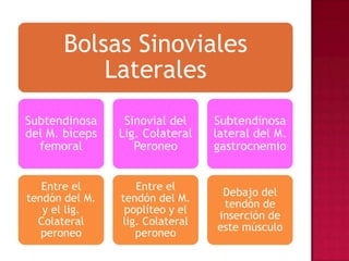 ArticulacióN De La Rodilla