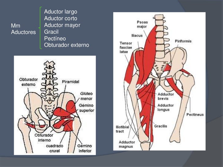 Articulación de la cadera