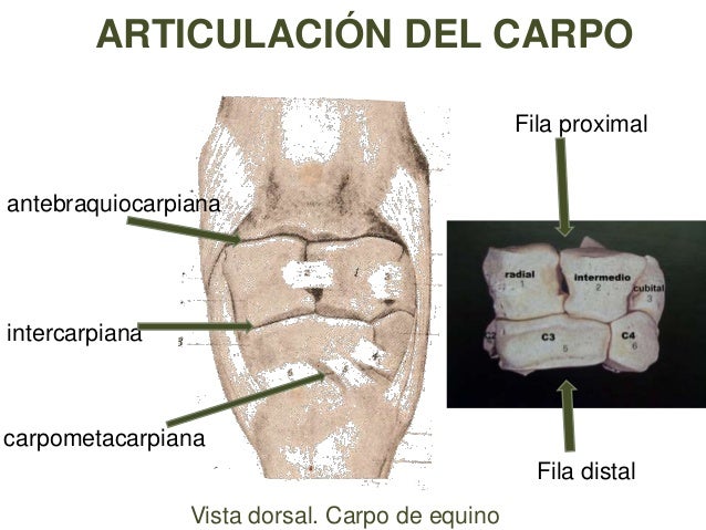 Resultado de imagen para articulacion carpometacarpiana animal
