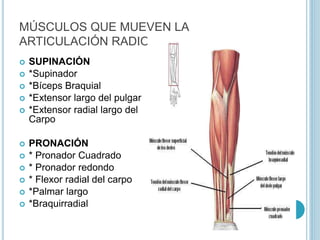 MÚSCULOS QUE MUEVEN LA
ARTICULACIÓN RADIOCUBITAL PROXIMAL
 SUPINACIÓN
 *Supinador
 *Bíceps Braquial
 *Extensor largo del pulgar
 *Extensor radial largo del
Carpo
 PRONACIÓN
 * Pronador Cuadrado
 * Pronador redondo
 * Flexor radial del carpo
 *Palmar largo
 *Braquirradial
 