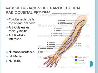 VASCULARIZACIÓN DE LA ARTICULACIÓN
RADIOCUBITAL PROXIMAL
 Porción radial de la
red arterial del codo
 Art. Colaterales
radial y media
 Art. Radial e
interósea
 N. musculocutáneo
 N. Medio
 N. Radial
 