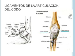 LIGAMENTOS DE LA ARTICULACIÓN
DEL CODO
 