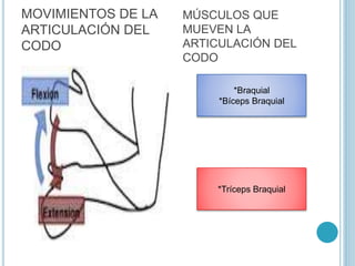 MOVIMIENTOS DE LA
ARTICULACIÓN DEL
CODO
MÚSCULOS QUE
MUEVEN LA
ARTICULACIÓN DEL
CODO
*Braquial
*Bíceps Braquial
*Tríceps Braquial
 