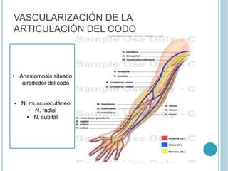 VASCULARIZACIÓN DE LA
ARTICULACIÓN DEL CODO
• Anastomosis situado
alrededor del codo
• N. musculocutáneo
• N. radial
• N. cubital
 
