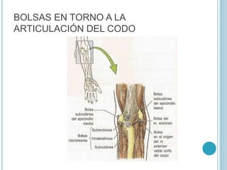 BOLSAS EN TORNO A LA
ARTICULACIÓN DEL CODO
 