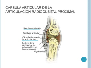 CÁPSULA ARTICULAR DE LA
ARTICULACIÓN RADIOCUBITAL PROXIMAL
 