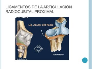 LIGAMENTOS DE LA ARTICULACIÓN
RADIOCUBITAL PROXIMAL
 