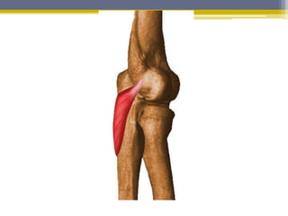 Articulación del codo | PPTX